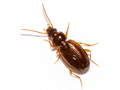Trechus quadristriatus